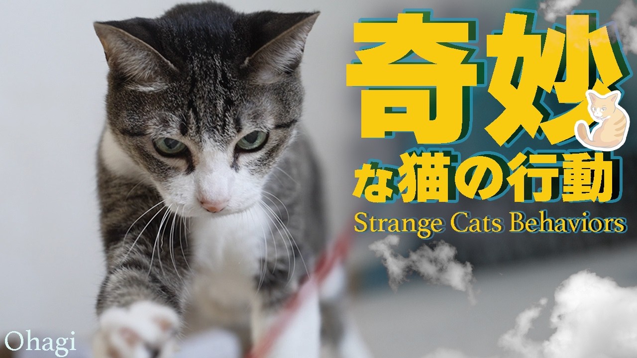 奇妙で面白い猫の行動