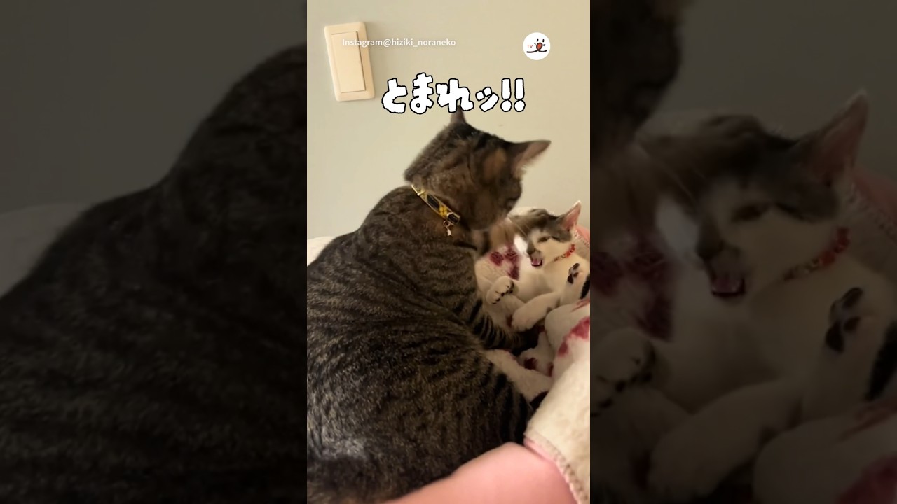 鳴く子を黙らす方法⏰🤣｜PECO #子猫 #キジトラ #愛猫家 #子猫のいる生活 #kitten #browntabby #catlover #kittenlife
