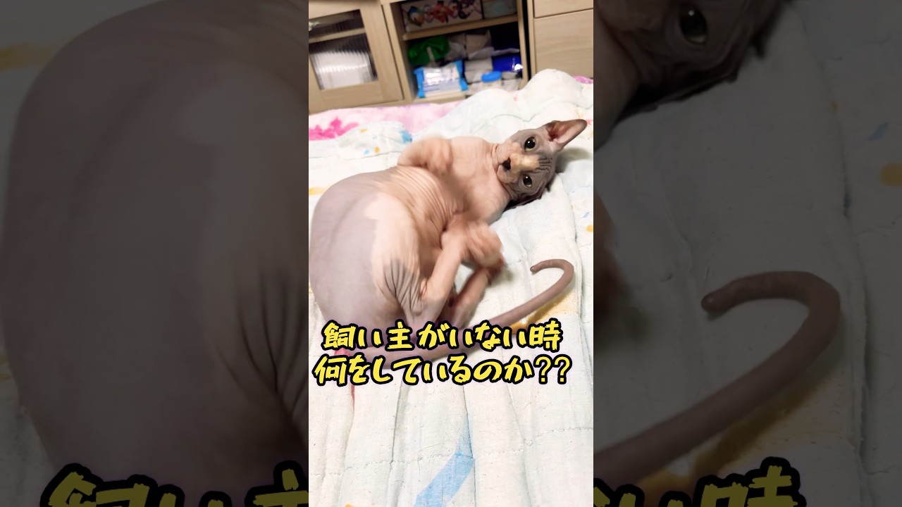 スフィンクス猫チャイの秘密を暴く😱#shorts#cat #猫#sphynx