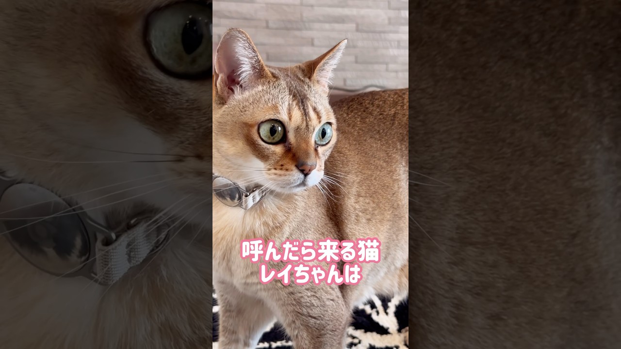カーペットの角で家を見渡すレイちゃん #シンガプーラ #cat #shorts