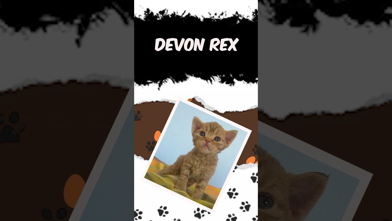 World's Cutest Small Cats You’ve NEVER Seen Before!