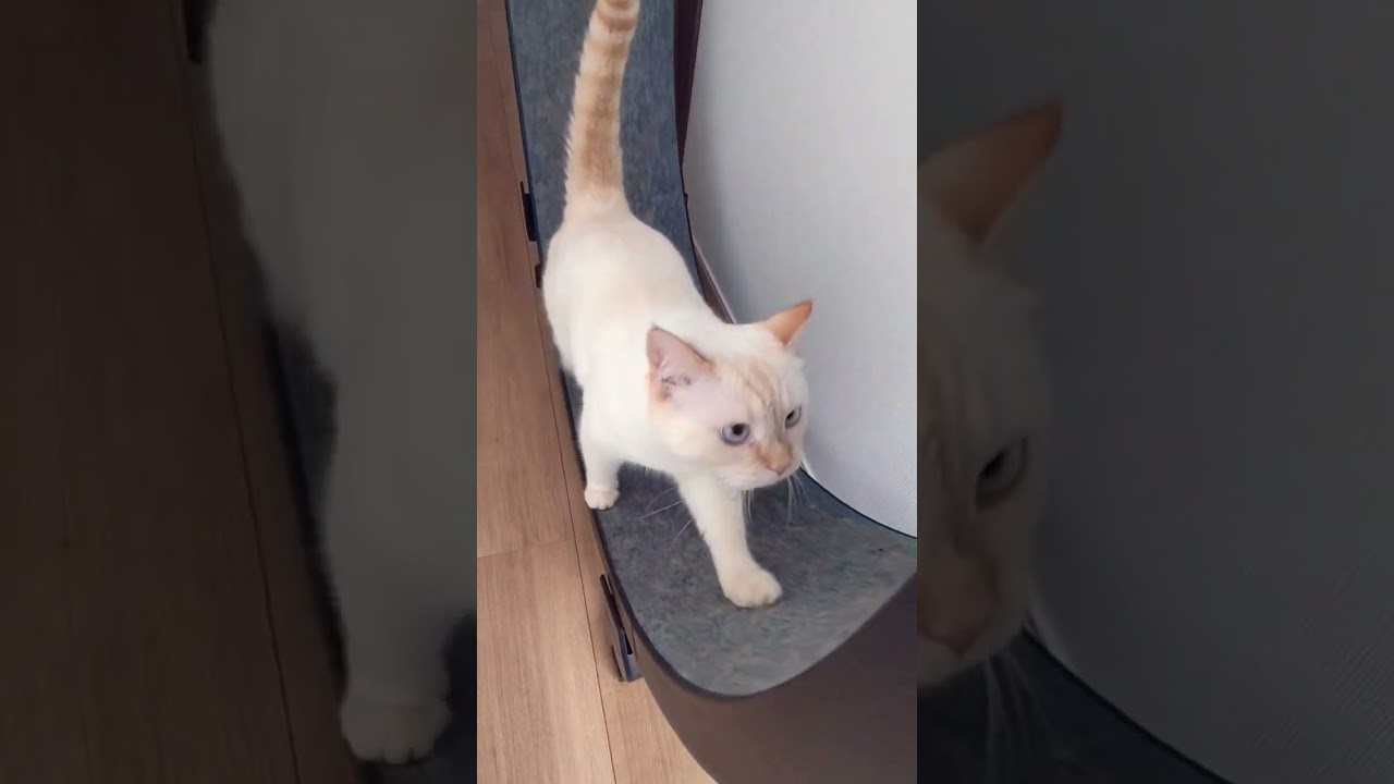 唐突にやる気出す猫　#catvideo