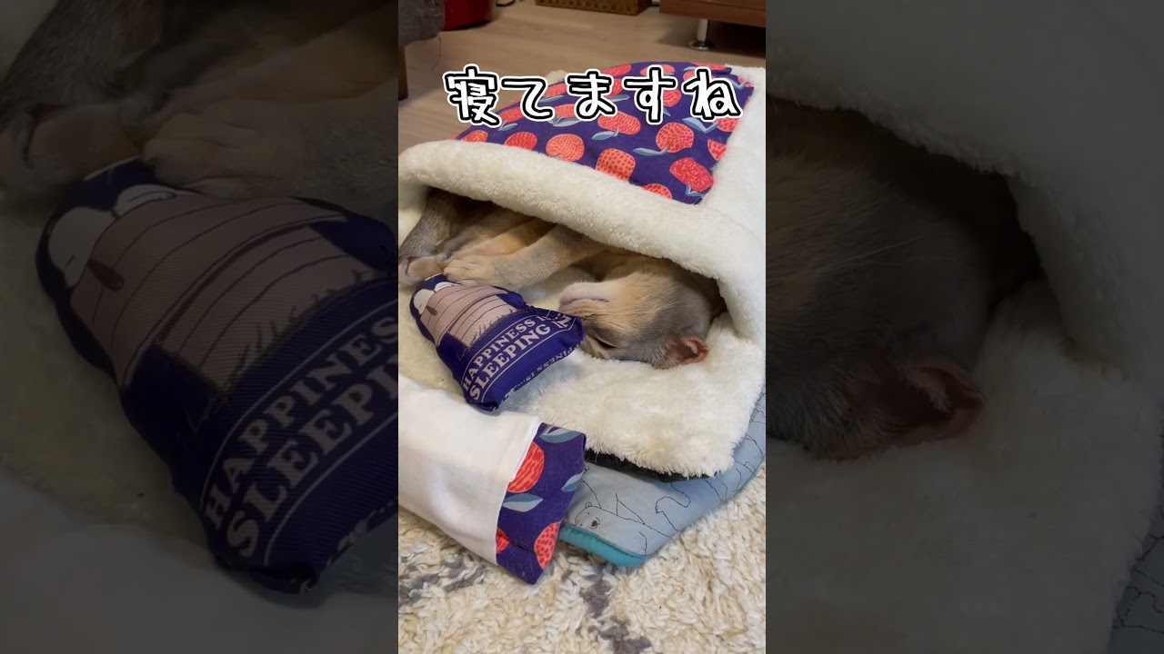 アビシニアンとは その15 #shorts #猫 #アビシニアン