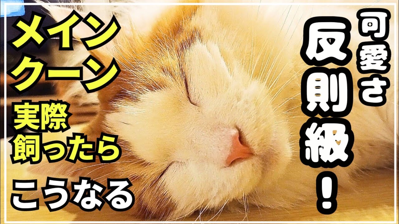 この猫、反則級の可愛さ！大型猫メインクーン
