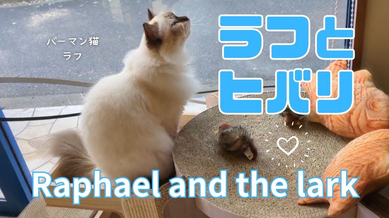 バーマン猫ラフ【ラフとヒバリ】Raphael and the lark（バーマン猫）Birman/Cat