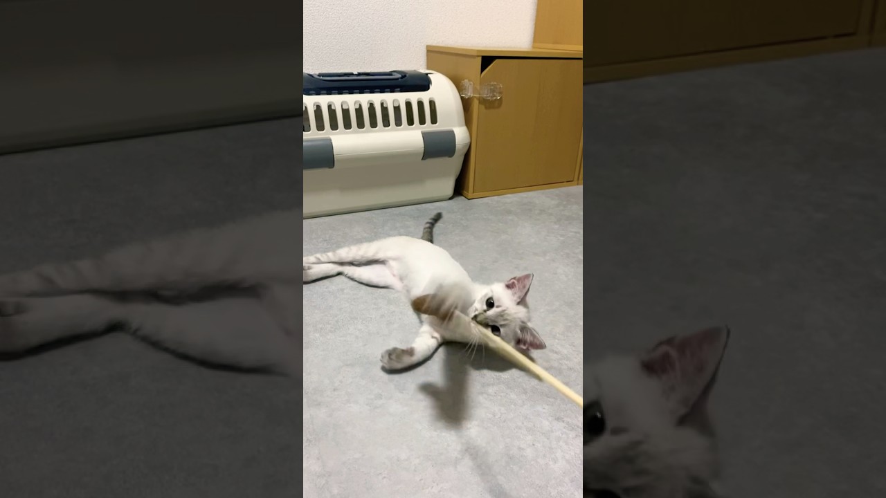 猫じゃらしに反応する猫　#元保護猫　#シャムトラ　#シャムミックス　#cat #猫耳 #kitten #シャムmix  #子猫 #猫耳