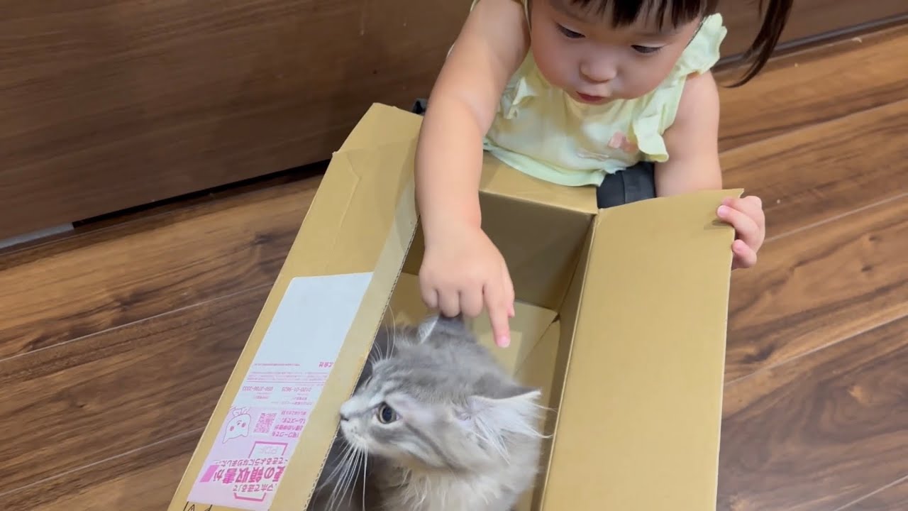 寝起きに隣にいる猫　ラガマフィンThe cat next to me when I wake up. Ragamuffin