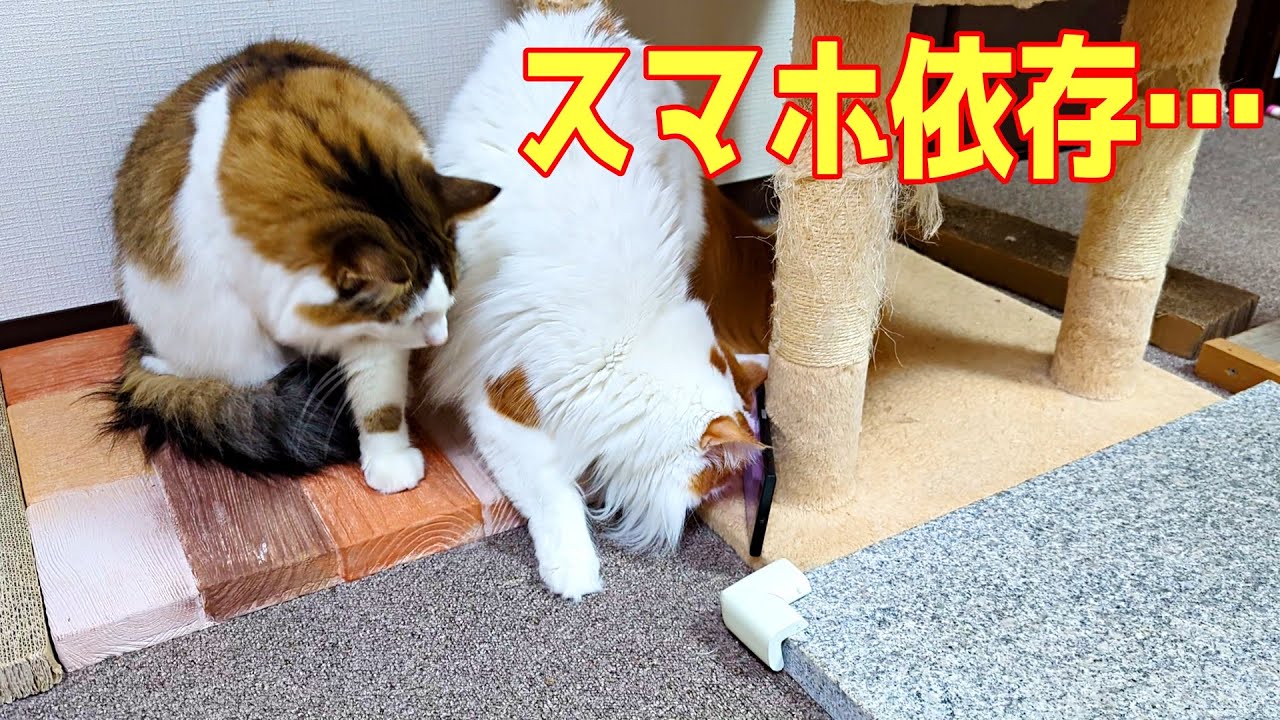 愛猫に猫用動画を見せた結果…我が物顔で占領する姉御が可愛すぎました💕