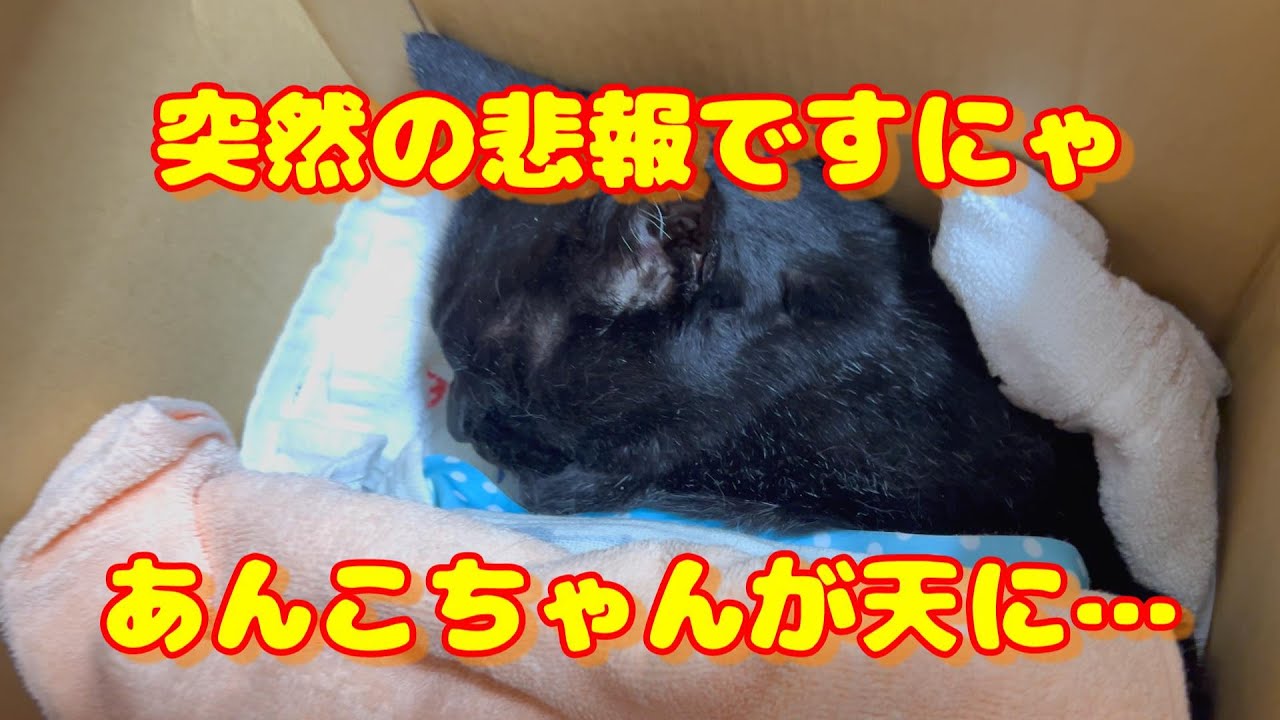 【保護猫】突然の悲報ですにゃ。愛しい愛しいあんこちゃんが……の巻【にゃんこ日和】