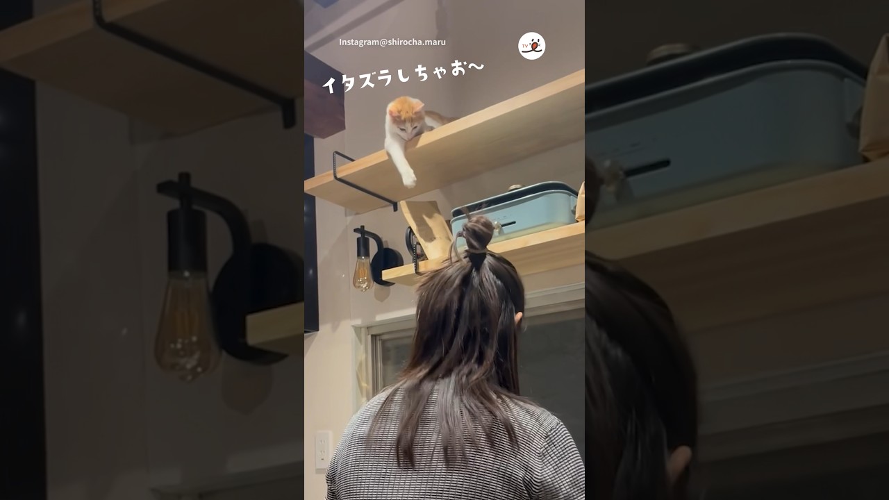 誤魔化し方が人間過ぎる子猫🤣｜PECO #子猫 #保護猫 #茶トラ白 #子猫のいる生活 #kitten #rescuedcat #redtabbywhitecat #kittenlife