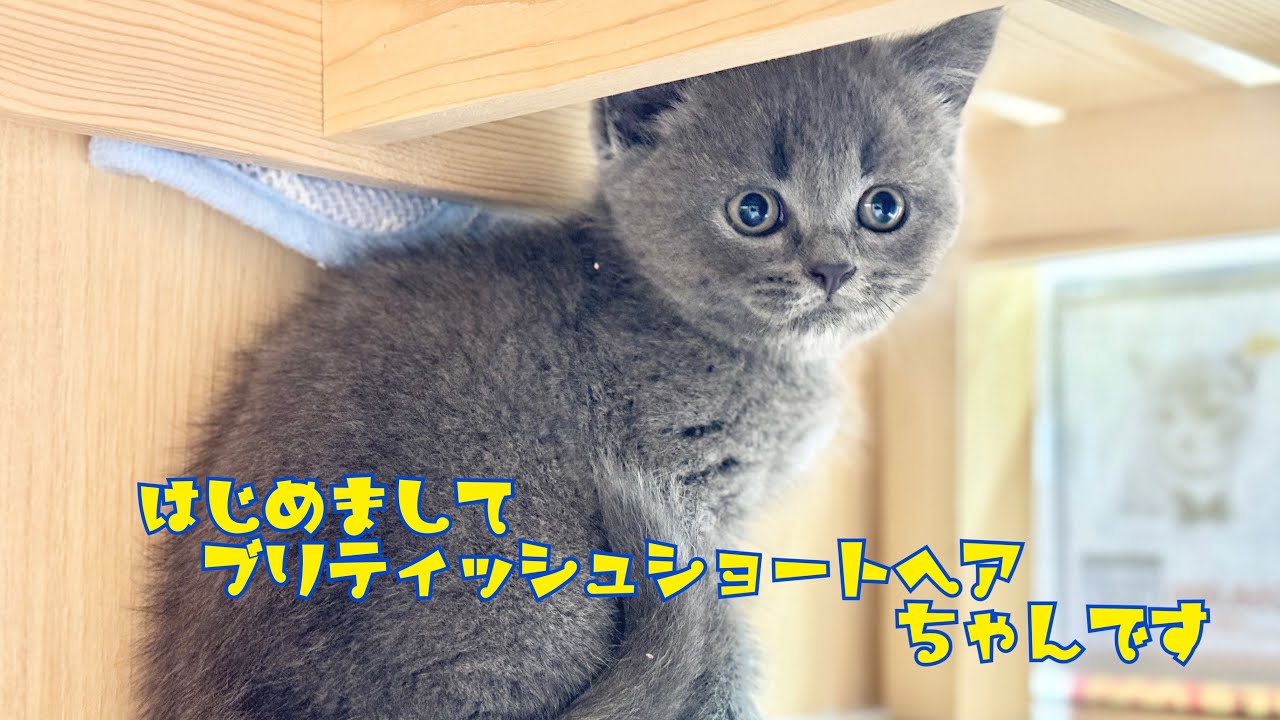 2024.09.11 はじめまして！まん丸お顔のブリティッシュショートヘアちゃま♡