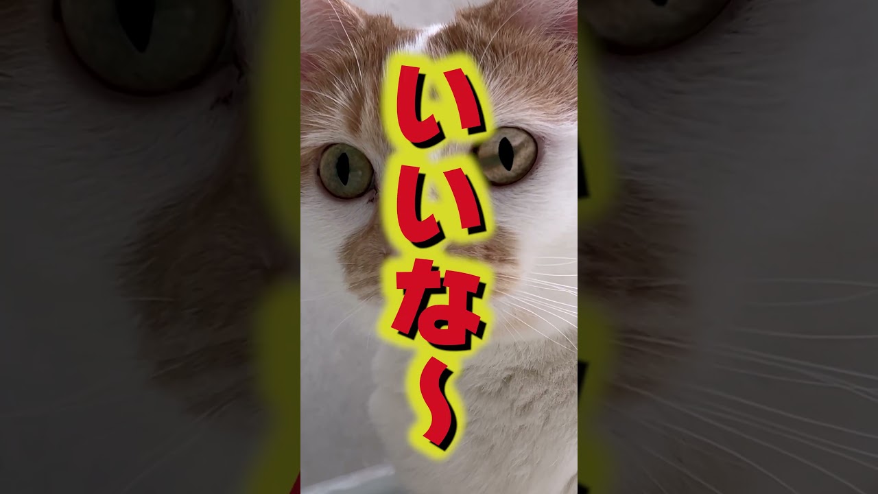 猫が舌を出してる姿って可愛いよね