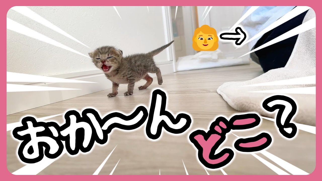 「てちてち」子猫が必死で歩いていると「絶対」応援したくなる【保護猫生活8日目】