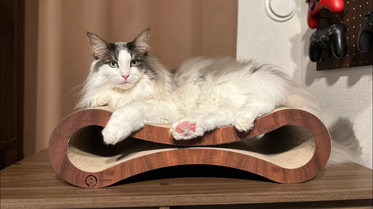 愛猫にバリバリベッドをプレゼント【メインクーン】