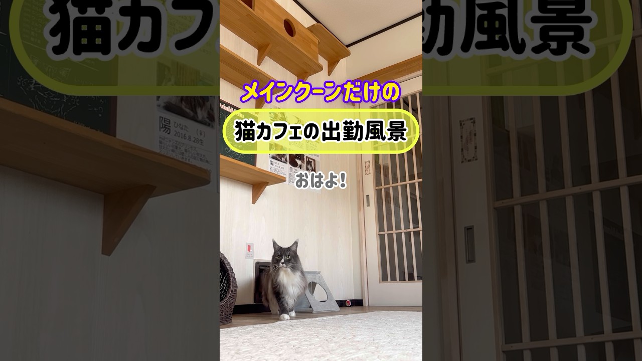 メインクーンだけの【猫カフェの出勤風景】#cat #mainecoon #もふ