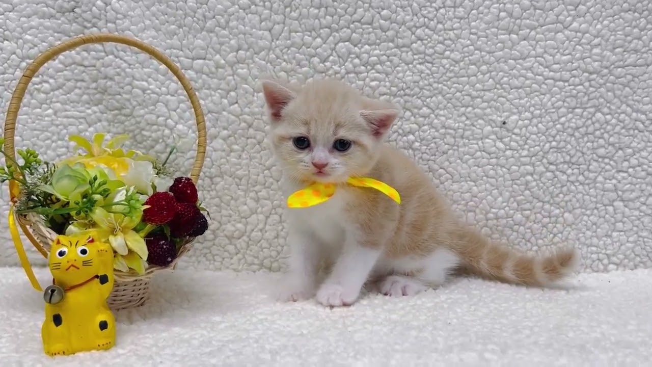 スコティッシュフォールド 可愛い♪男の子です！（毛色：クリームタビー&ホワイト）