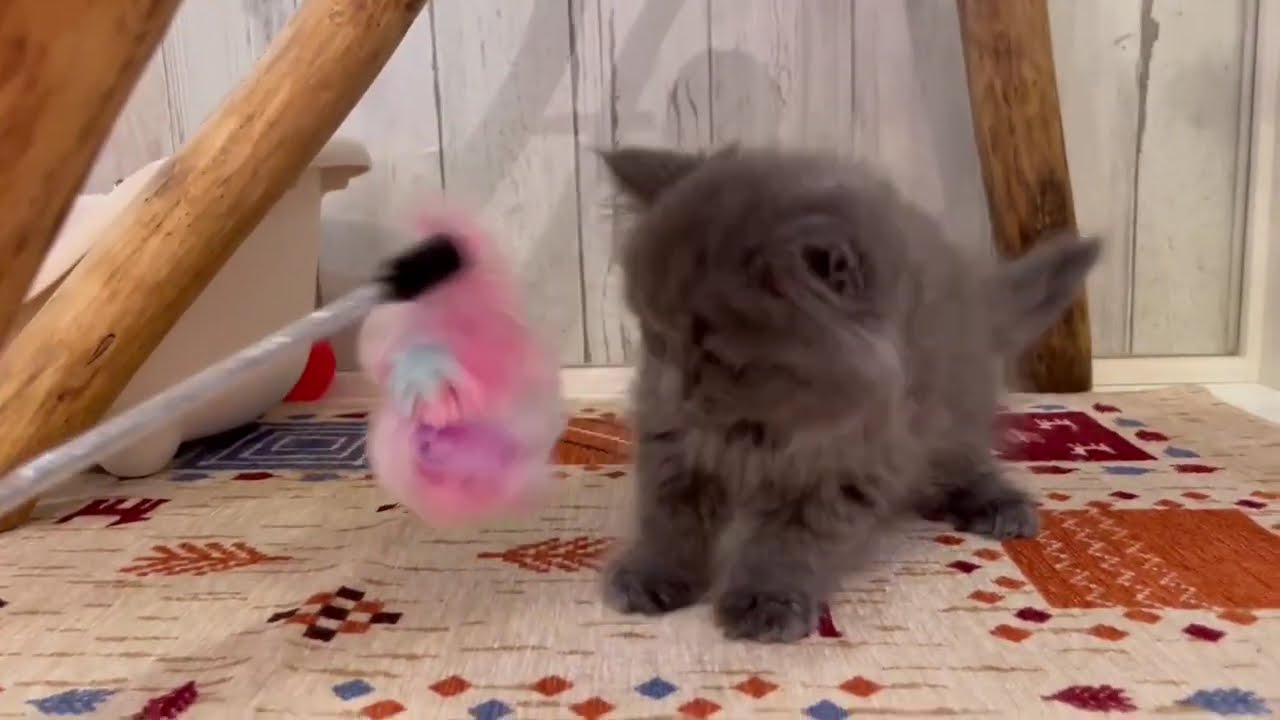 スコティッシュフォールド　男の子2024/07/14生まれ