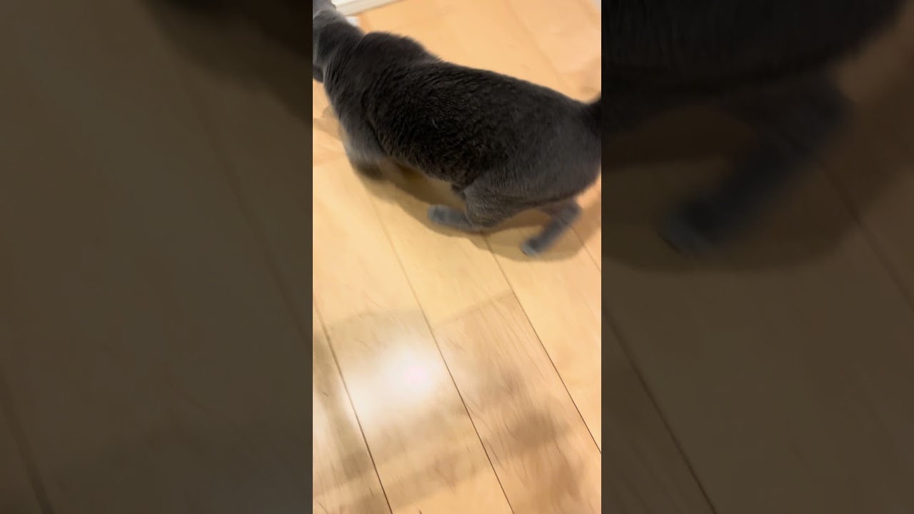 Riru and a small pack #cat #kitte #kitten #katten #cute #kittan #cuteanimal #catlover #cutecat