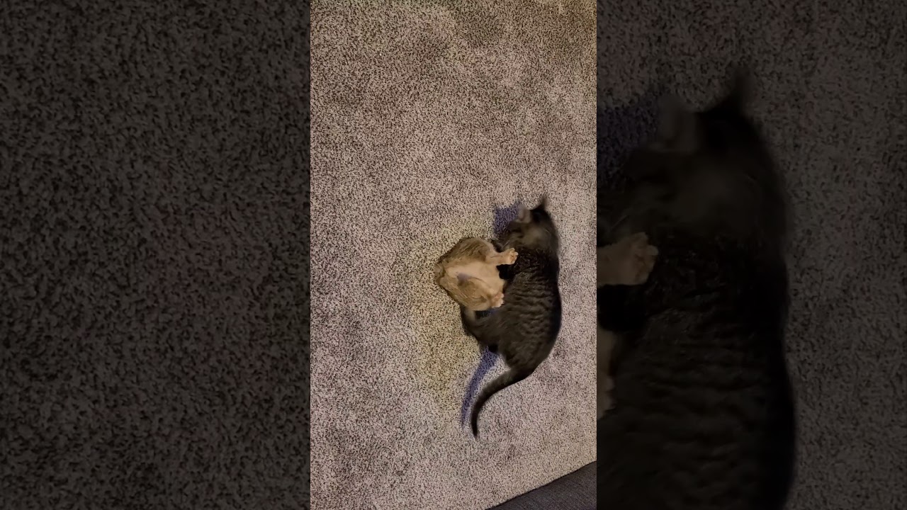 kitten surviving sepsis makes best friend! 💛🐈