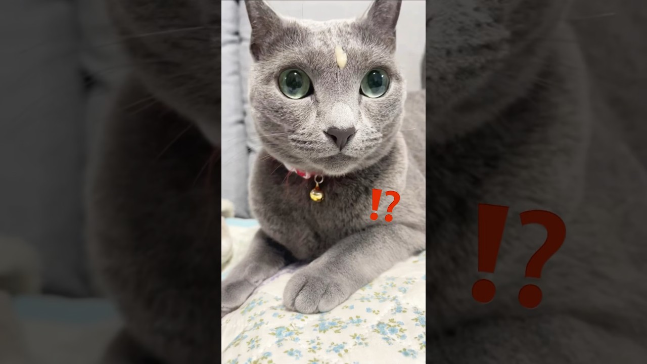 おでこにチュールをつけてしまった猫#ロシアンブルー#猫のいる暮らし