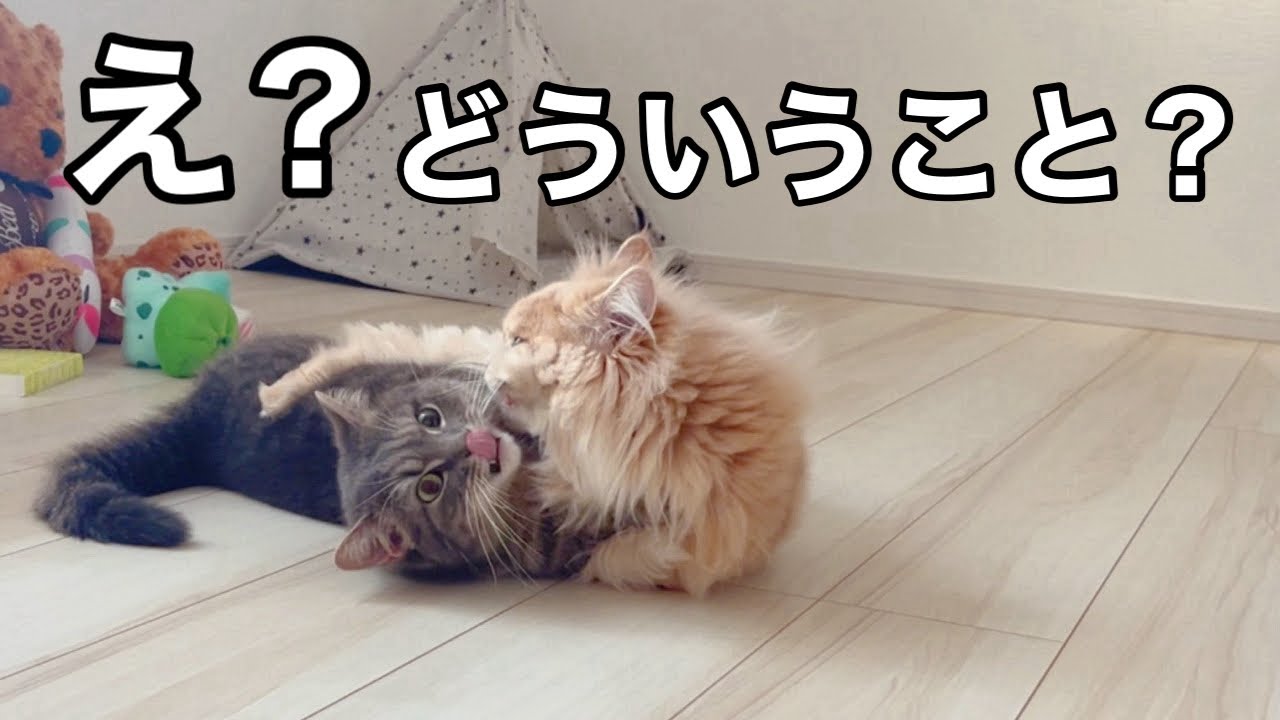え？どういうこと？猫がいつもしない珍しい行動に飼い主困惑...
