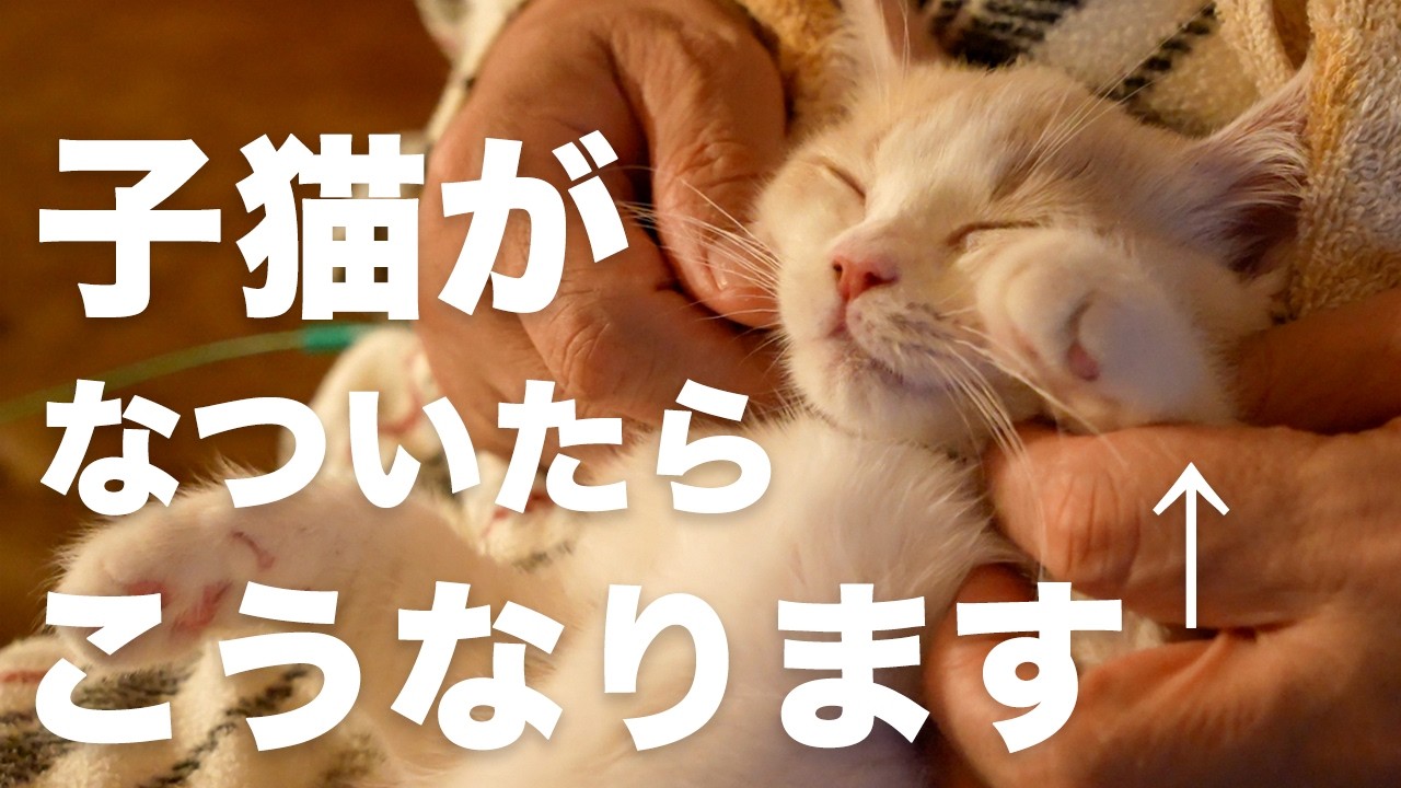 子猫がなついた暮らし