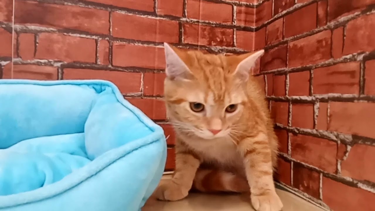 690432 アメリカンショートヘアー