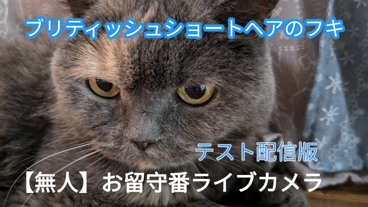 ブリティッシュショートヘア　★フキの無人カメラお留守番配信★　テスト配信中