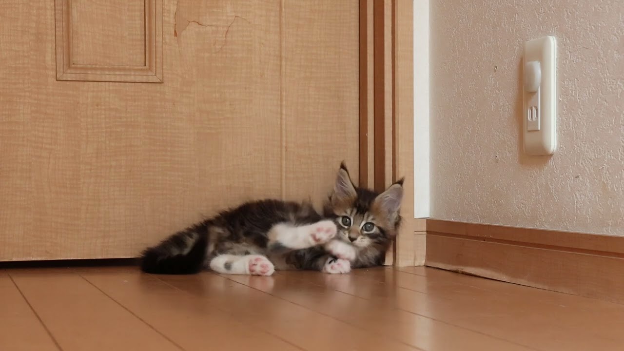 やんちゃなブラウンのメインクーン子猫グルー君