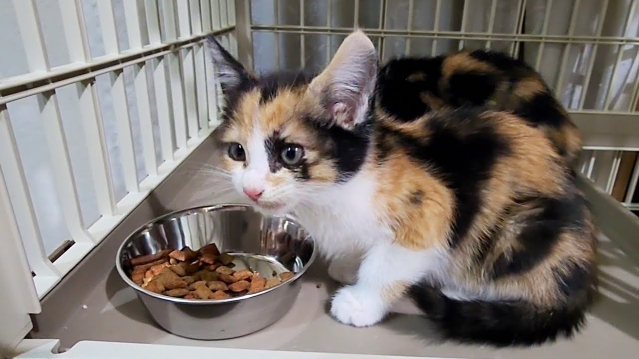 お腹が空いていた子猫の食事。