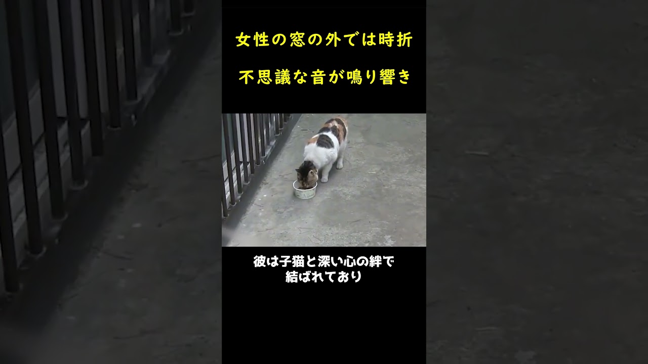飼い主を探し続けた捨て猫！！