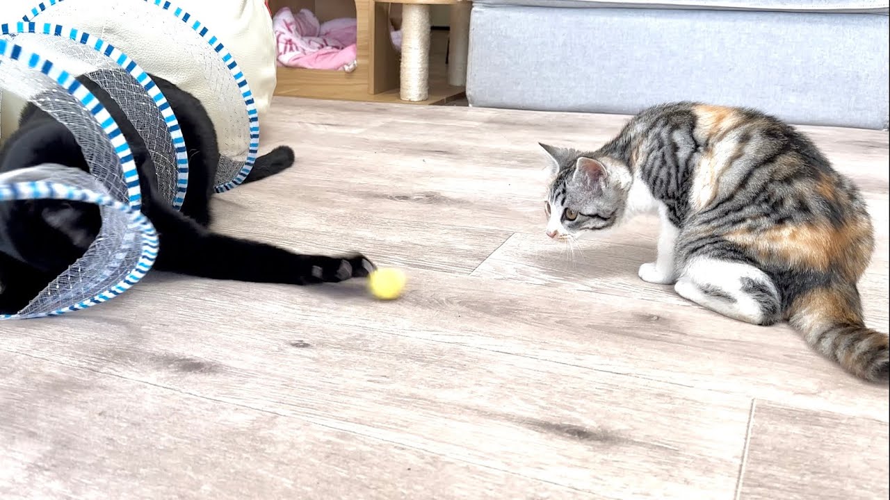 新入り子猫にボールをパスする先住猫【かぐ告兄妹日記#47】Kitten passing the ball to a new shelter cat.