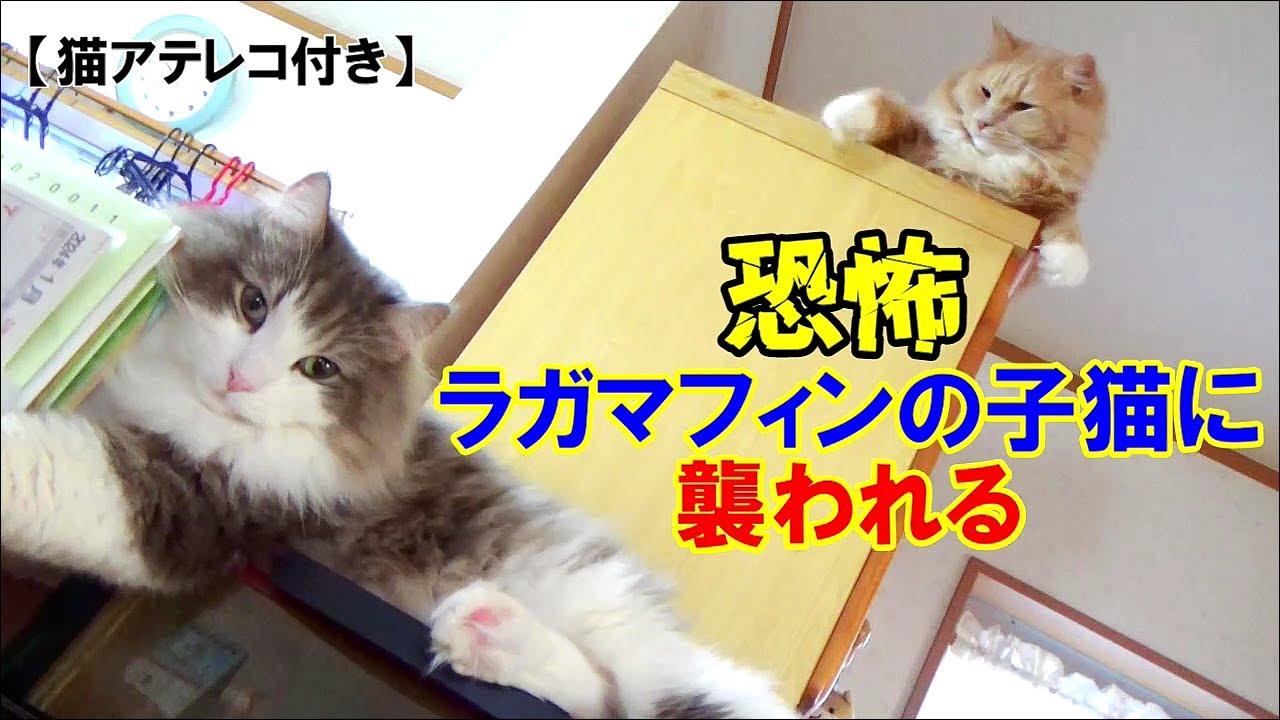 ラガマフィンの子猫に襲われる！【猫アテレコ】