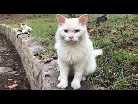 猫の種類セルカークレックスらしき超人懐っこいふわふわ猫ちゃん