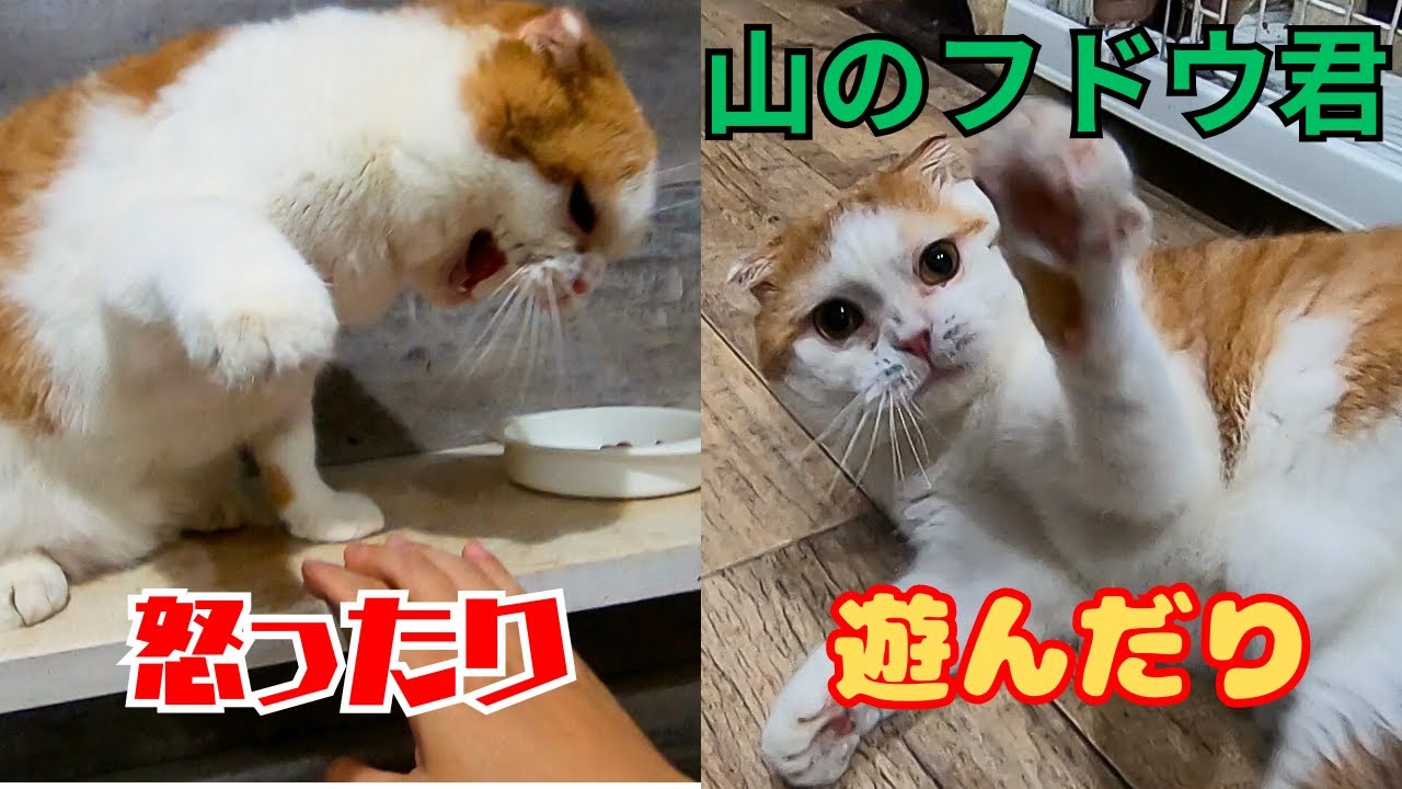 繁殖場からレスキューされたスコティッシュフォールドの山のフドウ甘えて威嚇して魅力が満載（保護猫カフェ猫の木）十三駅　Scottish Fold rescued from a breeding farm