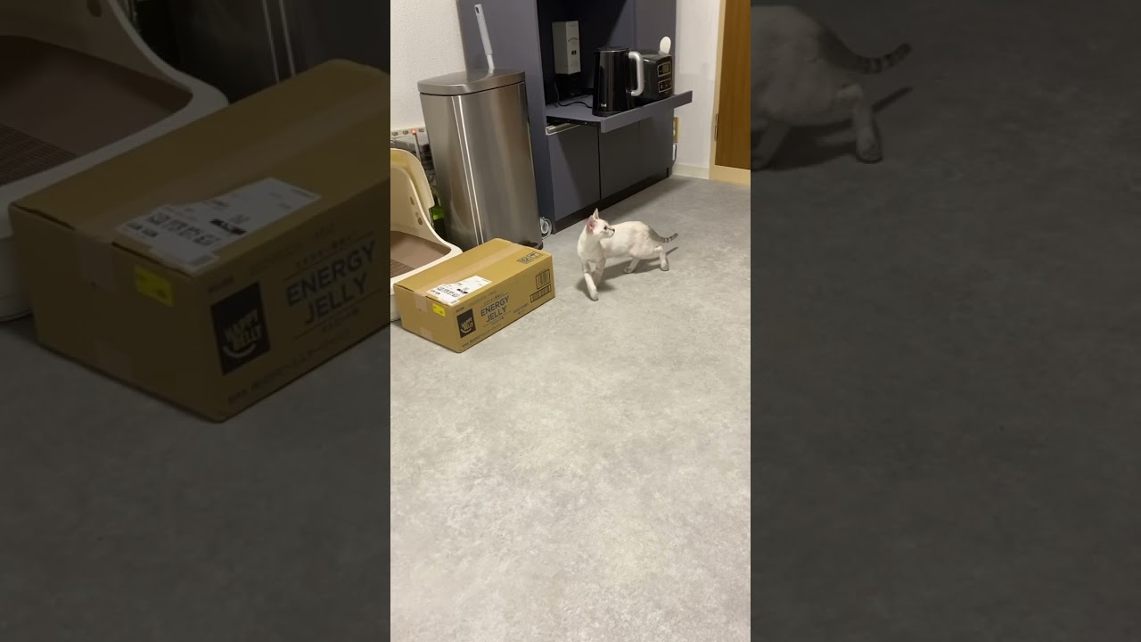 イタズラの予行練習？　#元保護猫　#シャムトラ　#シャムミックス　#cat #猫耳 #kitten #シャムmix  #子猫 #猫耳