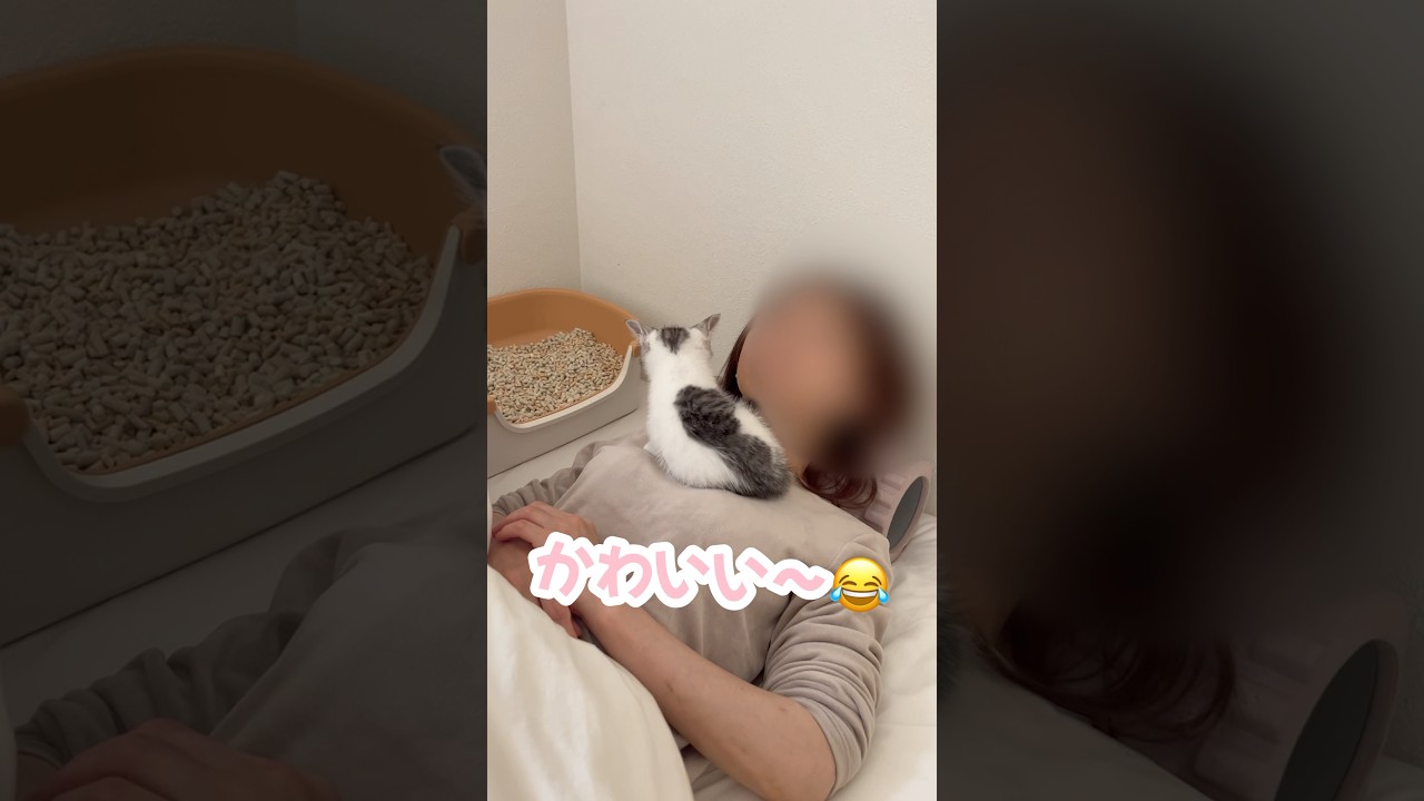 母の首元を占拠した甘えん坊子猫#子猫 #保護猫 #捨て猫