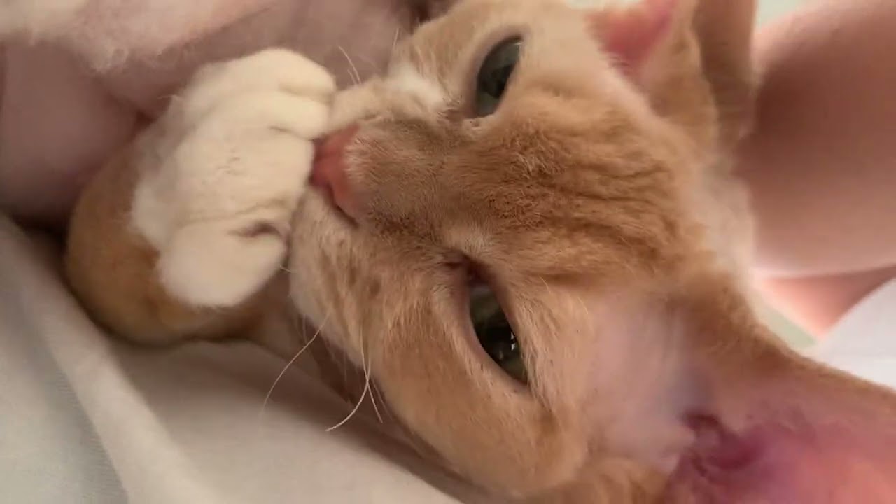 デボンレックス兄はとっても甘えん坊です(Devon Rex cat is such a baby)