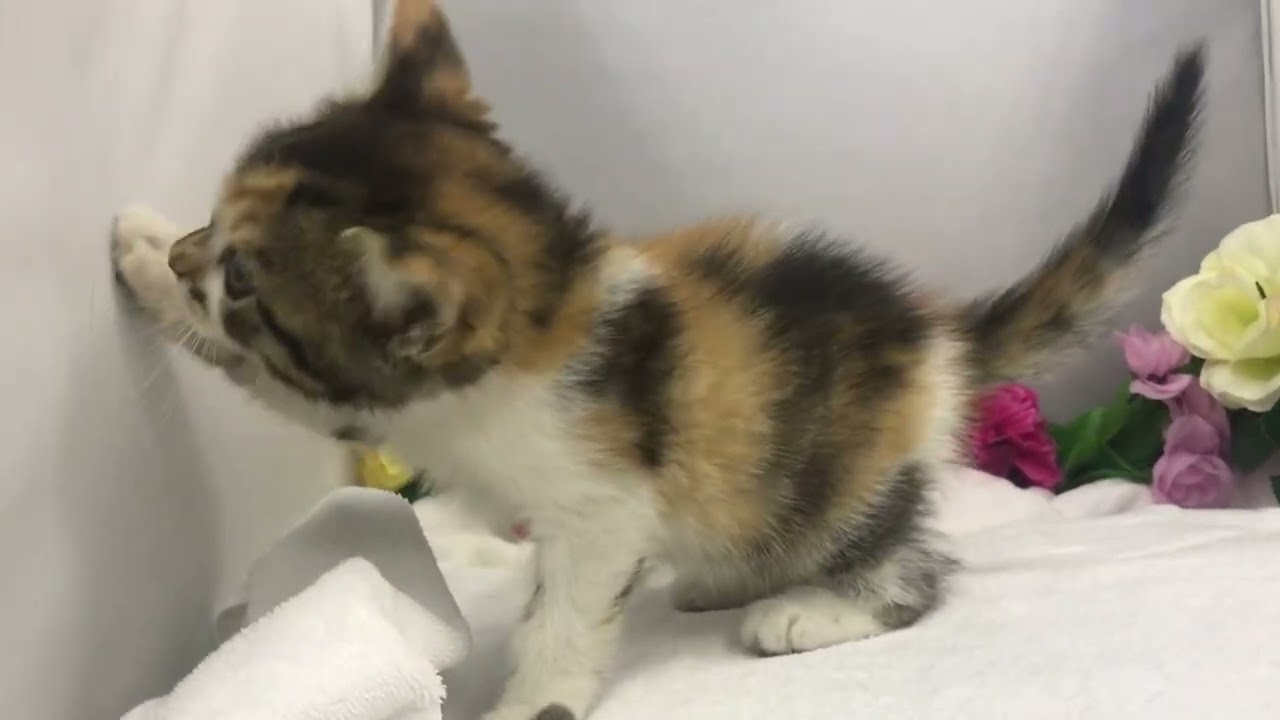 スコティッシュフォールド【ブリーダー】/宮城県