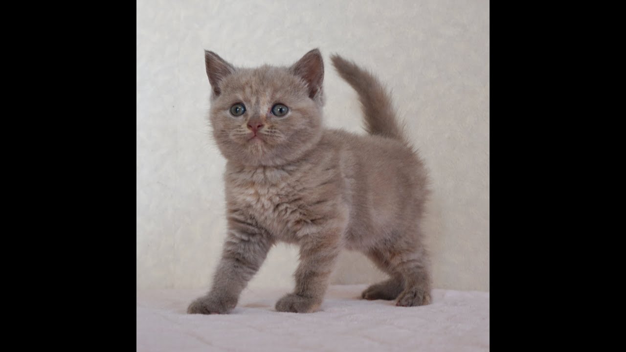ブリティッシュショートヘアー子猫　British Shorthair　2024.8.3産まれ　ライラックトーティー　女の子　シーダキャット猫のお店