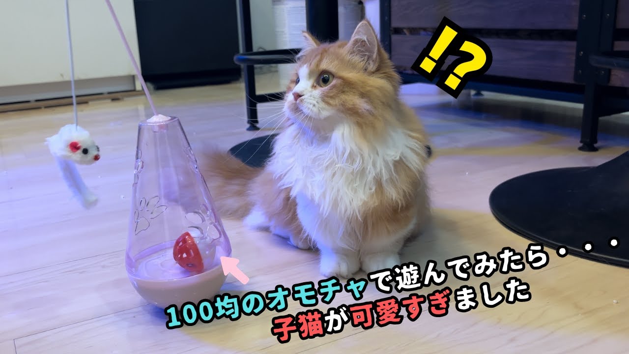 子猫のマンチカンと100均のオモチャ遊んでみたら・・・まさかの結果になりました！