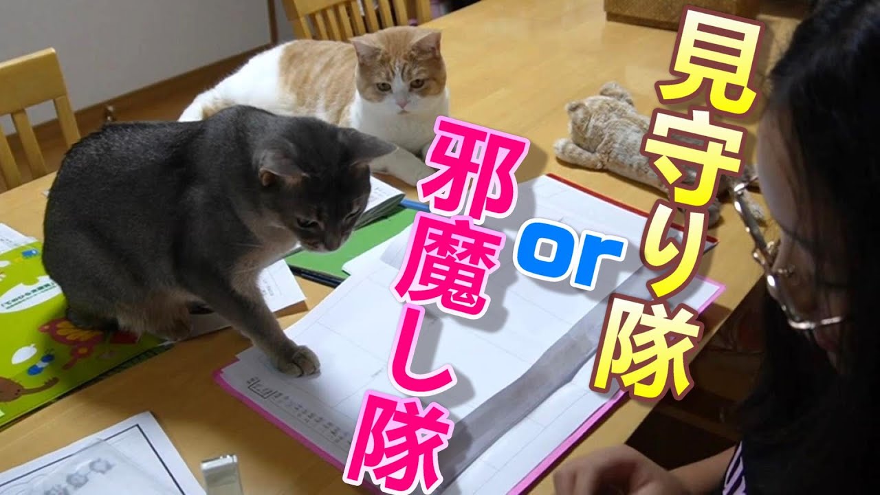 猫は宿題の見守り隊？それとも邪魔し隊？【スコティッシュフォールド】【アビシニアン】