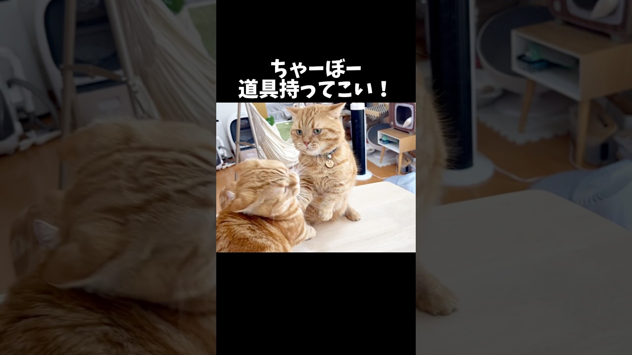 普段温厚な猫を怒らせると... #猫 #マンチカン #shorts