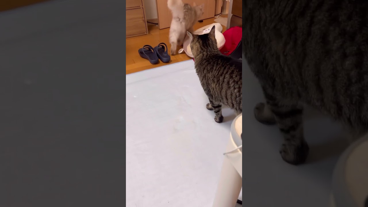 秒で振られるキジトラ#shorts #猫#ソマリ#キジトラ