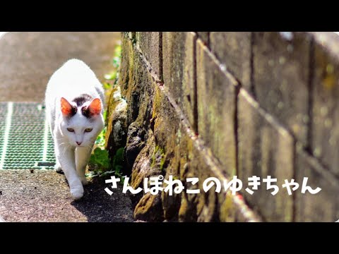 【さんぽねこのゆきちゃん】ゆきちゃん！お散歩行くよ！南熱海の海の見える坂道｜日課のいつものお散歩道｜相模灘を見渡す丘｜熱海｜伊豆｜ジャパニーズ・ボブテイル｜日本猫