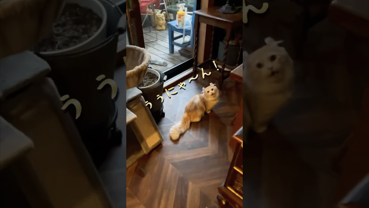 【キンカロー】人を呼んでドヤ顔する毛玉【マンチカール】