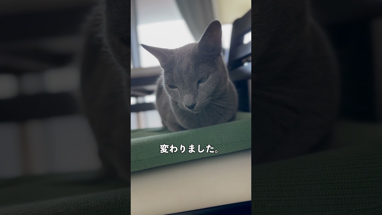 ウィルの毎日 435 季節が変わった！？ #ロシアンブルー #RussianBlue