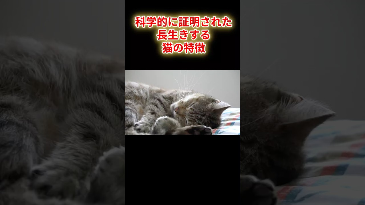 科学的に証明された長生きする猫の特徴7選！#shorts #猫のいる暮らし #猫動画 #ねこの動画 #保護猫 #猫のいる生活 #科学#猫の気持ち#猫#ねこ