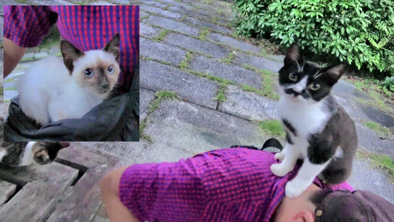 黒白猫に突然肩へ飛び乗られ同時にシャム子猫に鞄に乗込まれた👜