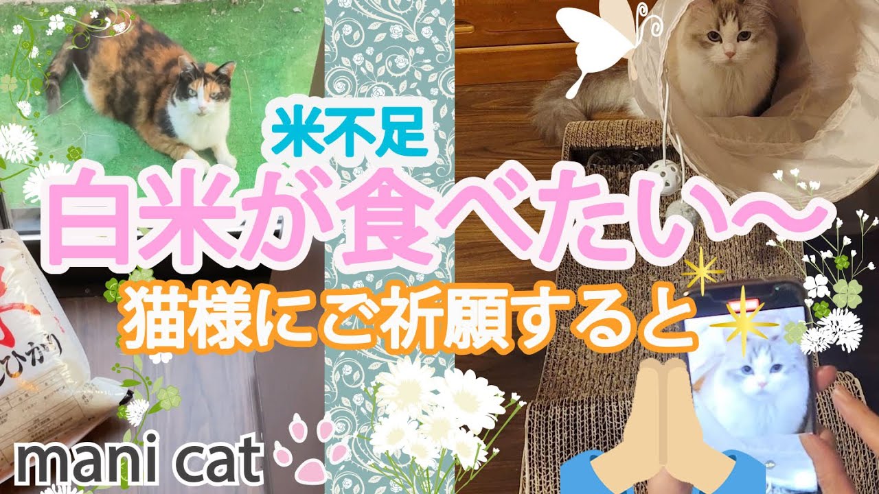 米不足💦白米が食べたい～😭猫様に御祈願すると✨😽#米不足#三毛猫#ragdoll